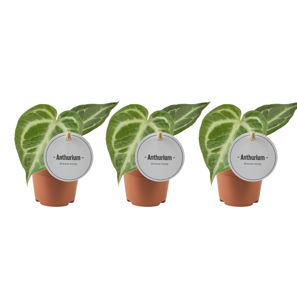 *AKTION JULI* – Anthurium Silver Blush – 3 Stücke – Ø6cm – ↕15cm