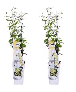 2x – Trachelospermum ‚Star of Toscana‘ (Sternjasmin) – ↕ 65 cm – Ø 15 cm