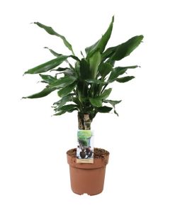 Dracaena fragrans ‚Steudneri Green‘ (Gummibaum) – ↕ 55 cm – Ø 17 cm