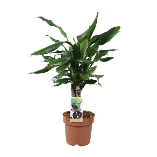 Dracaena fragrans 'Steudneri Green' (Gummibaum) - ↕ 55 cm - Ø 17 cm