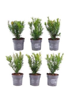 Plants by Frank – 1 Meter Eibenhecke – Taxus media ‚Farmen‘ – Pflanzenset mit 6 winterharten Heckenpflanzen – immergrüne Hecke – direkt von der Gärtnerei geliefert