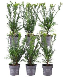 Plants by Frank – 1 Meter Eibenhecke – Taxus media ‚Groenland‘ – Pflanzenset mit 6 winterharten Heckenpflanzen – immergrüne Hecke – direkt von der Gärtnerei geliefert