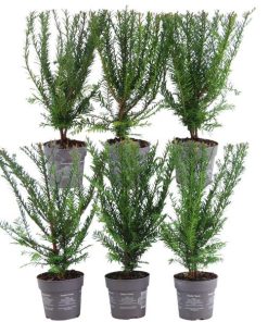 Plants by Frank – 1 Meter Eibenhecke – Taxus baccata – Pflanzenset mit 6 winterharten Heckenpflanzen – immergrüne Hecke – direkt von der Gärtnerei geliefert