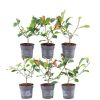 Plants by Frank – 1 Meter Glanzmispel Hecke – Photinia fraseri ‚Red Robin‘ – Pflanzenset mit 6 winterharten Heckenpflanzen – immergrüne Hecke – direkt von der Gärtnerei geliefert