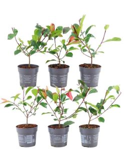 Plants by Frank – 1 Meter Glanzmispel Hecke – Photinia fraseri ‚Red Robin‘ – Pflanzenset mit 6 winterharten Heckenpflanzen – immergrüne Hecke – direkt von der Gärtnerei geliefert