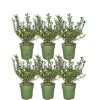 Plants by Frank – 1 Meter Stechpalmen Hecke – Ilex crenata ‚Jenny’® – Pflanzenset mit 6 winterharten Heckenpflanzen – immergrüne Hecke – direkt von der Gärtnerei geliefert