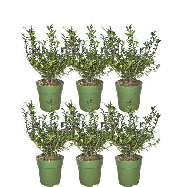 Plants by Frank – 1 Meter Stechpalmen Hecke – Ilex crenata ‚Jenny’® – Pflanzenset mit 6 winterharten Heckenpflanzen – immergrüne Hecke – direkt von der Gärtnerei geliefert