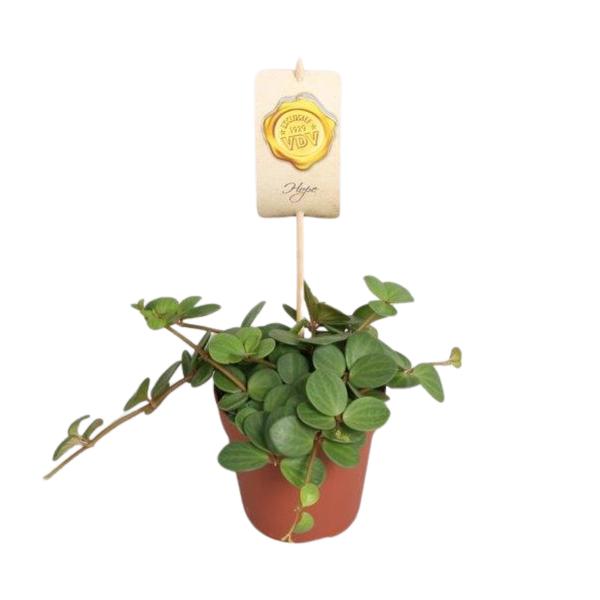 Peperomia Hope (Zwergpfeffer ‚Hope‘) – ↕ 15 cm – Ø 12 cm