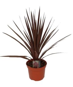 Cordyline Australis ‚Red Star‘ (Keulenlilie ‚Red Star‘) – ↕ 60 cm – Ø 17 cm