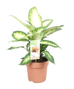 Dieffenbachia Camilla (Dieffenbachie) – ↕ 45 cm – Ø 17 cm