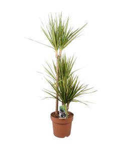 Dracaena Marginata Sunray – Drachenbaum – Ø21 cm – ↕120 cm