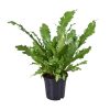 Asplenium Nidus (Nestfarn) – ↕ 45 cm – Ø 17 cm