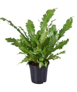 Asplenium Nidus (Nestfarn) – ↕ 45 cm – Ø 17 cm