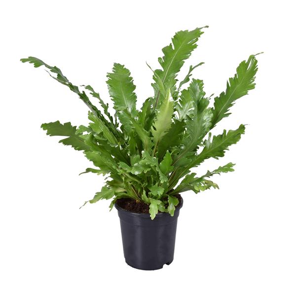 Asplenium Nidus (Nestfarn) – ↕ 45 cm – Ø 17 cm