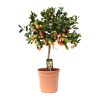 Citrus Calamondin (Kalamondinorange) – ↕ 80 cm – Ø 22 cm