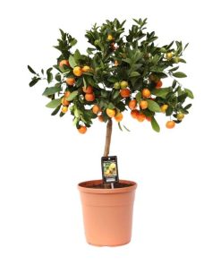 Citrus Calamondin (Kalamondinorange) – ↕ 80 cm – Ø 22 cm