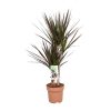 Dracaena Magenta – Drachenbaum – Ø17 cm – ↕80 cm