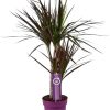 Dracaena Magenta – Drachenbaum – Ø17 cm – ↕70 cm