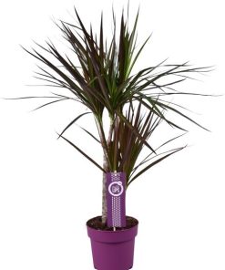 Dracaena Magenta – Drachenbaum – Ø17 cm – ↕70 cm