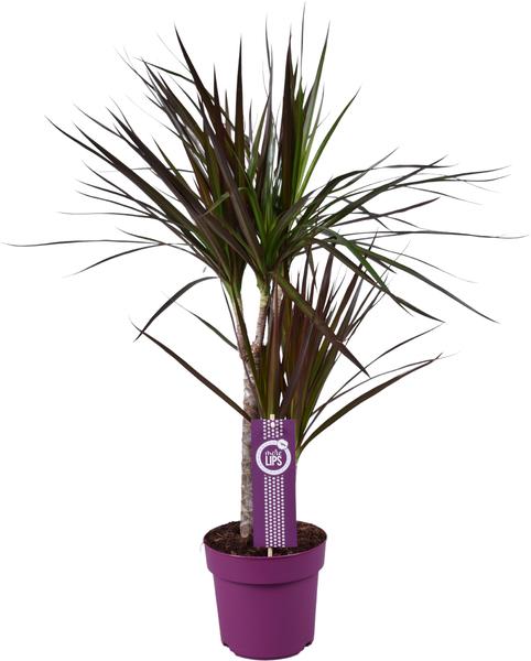 Dracaena Magenta – Drachenbaum – Ø17 cm – ↕70 cm