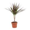 Dracaena Magenta – Drachenbaum – Ø12 cm – ↕50 cm