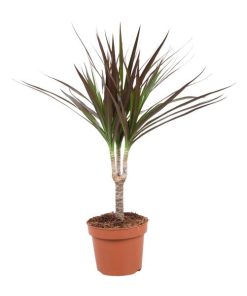 Dracaena Magenta – Drachenbaum – Ø12 cm – ↕50 cm