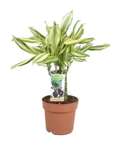 Dracaena Diamonddream – Drachenbaum – Ø17 cm ↕40 cm