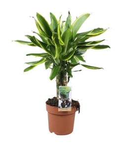 Dracaena Golden Coast – Drachenbaum – Ø17 cm ↕50 cm