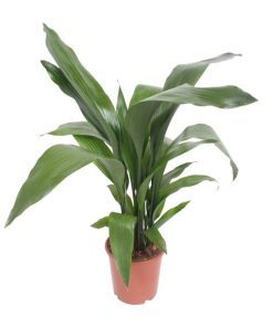 Aspidistra Elatior – Schusterpalme – Ø19 cm – ↕80 cm