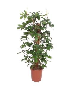 Philodendron Pedatum – Ø27 cm – ↕130 cm