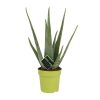 Aloe Vera – Ø12 cm – ↕45 cm