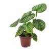 Philodendron Mamei – Herzblatt-Philodendron – Ø12 cm –  ↕25 cm