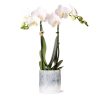 Kolibri Orchids | weiße Phalaenopsis Orchidee – Amabilis + Sky Topf – Topfgröße Ø9 cm – ↕40 cm | blühende Zimmerpflanze im Blumentopf – frisch vom Züchter