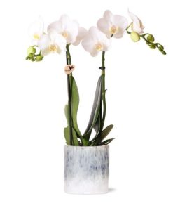 Kolibri Orchids | weiße Phalaenopsis Orchidee – Amabilis + Sky Topf – Topfgröße Ø9 cm – ↕40 cm | blühende Zimmerpflanze im Blumentopf – frisch vom Züchter