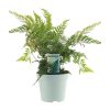 Dryopteris Erythrosora – Japanischer Schildfarn – Ø17 cm – ↕40 cm