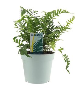 Polypodium Vulgare – Ø17 cm – ↕40 cm