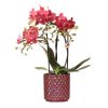 Kolibri Orchids | Rote Phalaenopsis-Orchidee Congo + Roter Pearl-Topf – Topfgröße Ø9 cm | Blühende Zimmerpflanze – Frisch vom Züchter