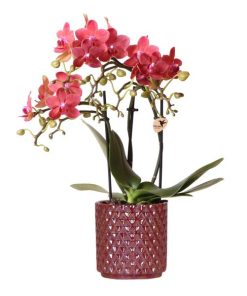 Kolibri Orchids | Rote Phalaenopsis-Orchidee Congo + Roter Pearl-Topf – Topfgröße Ø9 cm | Blühende Zimmerpflanze – Frisch vom Züchter