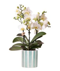 Kolibri Orchids | Weiße Phalaenopsis Orchidee Lausanne + Painted Stripe Ziertopf Türkis – Topfgröße Ø9 cm | Blühende Zimmerpflanze – Frisch vom Züchter