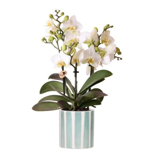 Kolibri Orchids | Weiße Phalaenopsis Orchidee Lausanne + Painted Stripe Ziertopf Türkis - Topfgröße Ø9 cm | Blühende Zimmerpflanze - Frisch vom Züchter