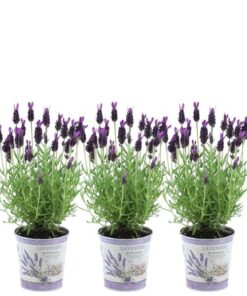 Plants by Frank – Lavandula stoechas Anouk® im Dekotopf ‚Lavenderprint‘ – 13 cm Topf – 3er-Set Französischer Lavendel im Dekotopf