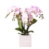 Kolibri Orchids | Rosa Phalaenopsis Orchidee Portugal + Mosa Ziertopf Rosa – Topfgröße Ø9 cm | Blühende Zimmerpflanze – Frisch vom Züchter