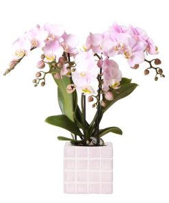 Kolibri Orchids | Rosa Phalaenopsis Orchidee Portugal + Mosa Ziertopf Rosa – Topfgröße Ø9 cm | Blühende Zimmerpflanze – Frisch vom Züchter