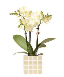 Kolibri Orchids | Gelbe Phalaenopsis Orchidee Mexiko + Mosa Ziertopf Grün – Topfgröße Ø9 cm | Blühende Zimmerpflanze – Frisch vom Züchter