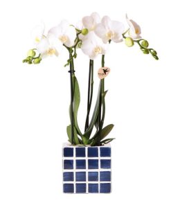 Kolibri Orchids | Weiße Phalaenopsis Orchidee Amabilis + Mosa Ziertopf Blau – Topfgröße Ø9 cm | Blühende Zimmerpflanze – Frisch vom Züchter