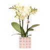 Kolibri Orchids | Gelbe Phalaenopsis Orchidee Mexiko + Mosa Ziertopf Braun – Topfgröße Ø9cm | Blühende Zimmerpflanze – Frisch vom Züchter