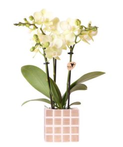 Kolibri Orchids | Gelbe Phalaenopsis Orchidee Mexiko + Mosa Ziertopf Braun – Topfgröße Ø9cm | Blühende Zimmerpflanze – Frisch vom Züchter