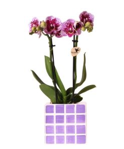 Kolibri Orchids | Lila Phalaenopsis Orchidee El Salvador + Mosa Ziertopf Lila – Topfgröße Ø9 cm | Blühende Zimmerpflanze – Frisch vom Züchter