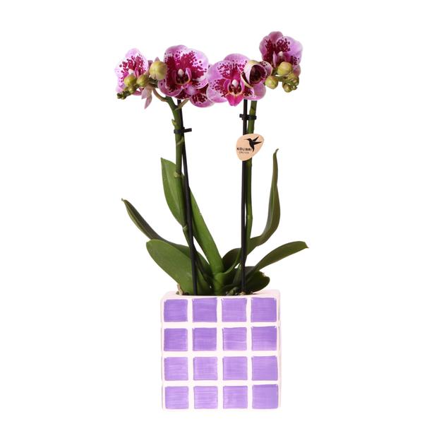 Kolibri Orchids | Lila Phalaenopsis Orchidee El Salvador + Mosa Ziertopf Lila – Topfgröße Ø9 cm | Blühende Zimmerpflanze – Frisch vom Züchter