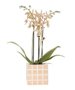 Kolibri Orchids | Orange ‚Spider‘ Orchidee + Mosa Ziertopf Orange – Topfgröße Ø9 cm | Blühende Zimmerpflanze – Frisch vom Züchter